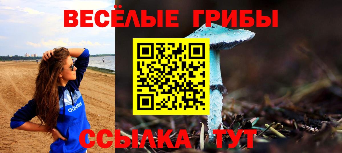 Галлюциногенные грибы Psilocybine cubensis Каменка